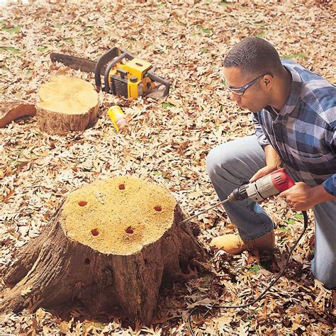 pulling pine tree stumps